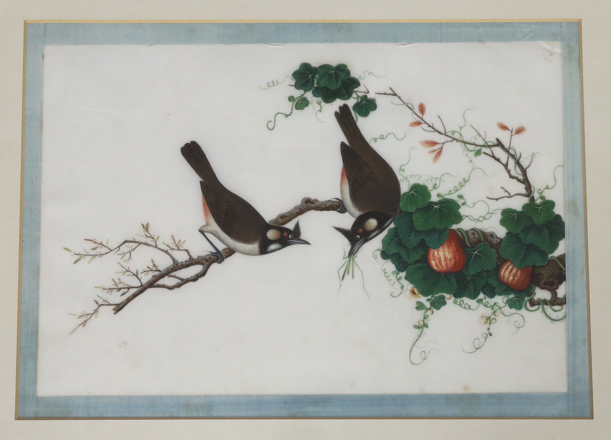 A set of thirteen Chinese pith paintings of birds perched on branches, Daoguang period (1821-50)